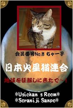 No.8 ちゃー子  - 70％.jpg